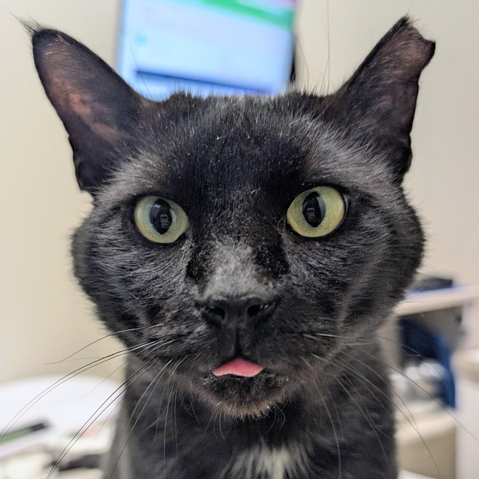 Papa, an adopted Domestic Short Hair in Denver, CO image 4/6