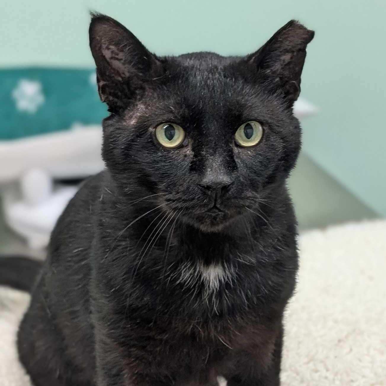 Papa, an adopted Domestic Short Hair in Denver, CO image 3/6