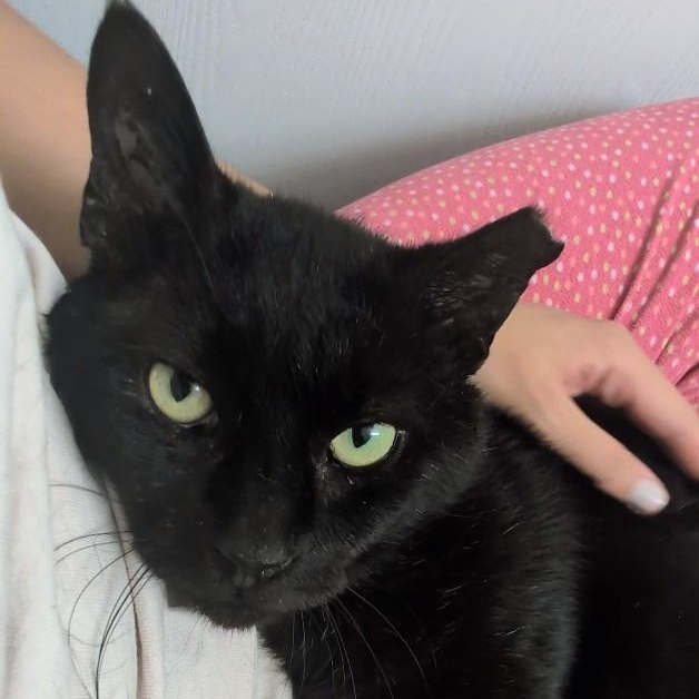 Papa, an adopted Domestic Short Hair in Denver, CO image 2/6