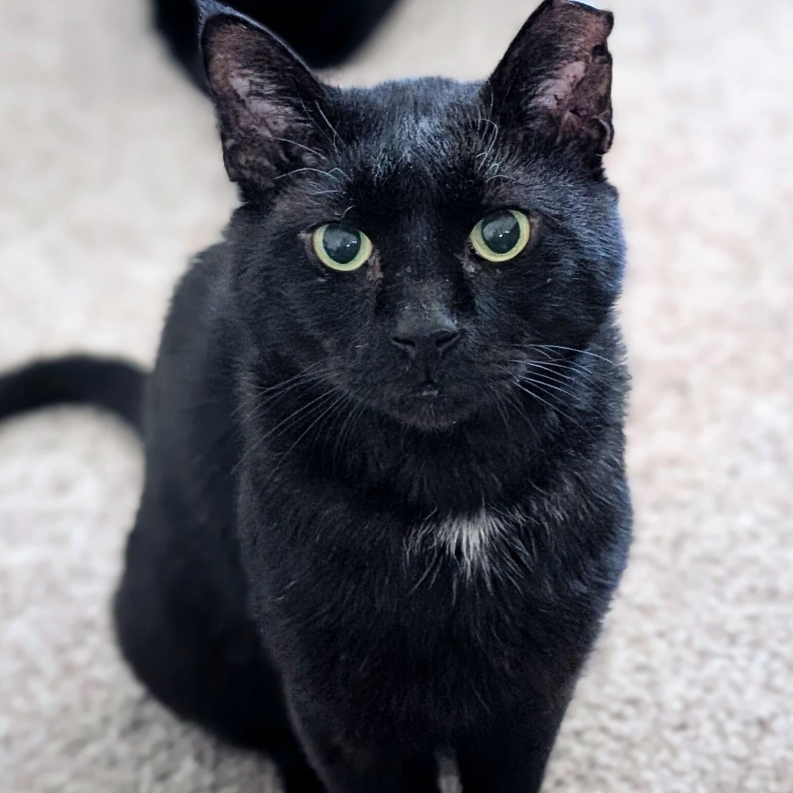 Papa, an adopted Domestic Short Hair in Denver, CO image 6/6