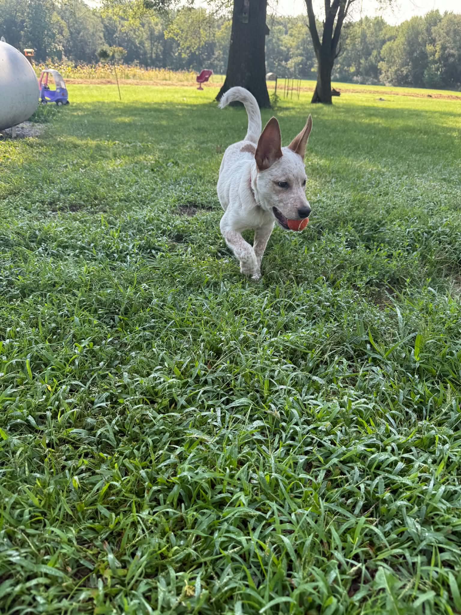 Enlarge JACK, a ADOPTABLE Australian Cattle Dog / Blue Heeler in Lincoln, NE image 3/6