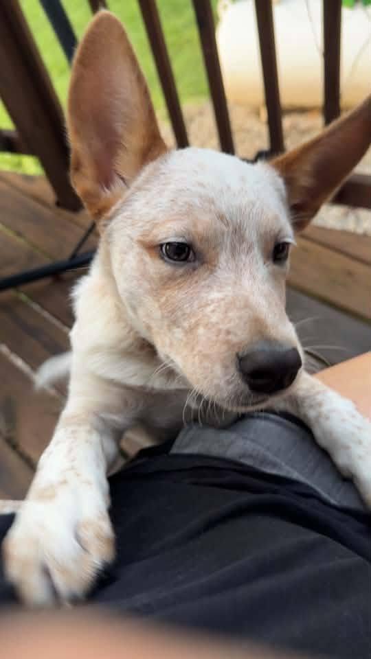 Enlarge JACK, a ADOPTABLE Australian Cattle Dog / Blue Heeler in Lincoln, NE image 4/6