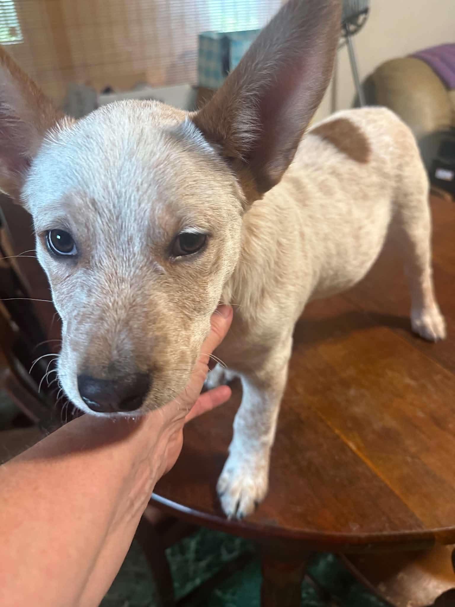 Enlarge JACK, a ADOPTABLE Australian Cattle Dog / Blue Heeler in Lincoln, NE image 5/6