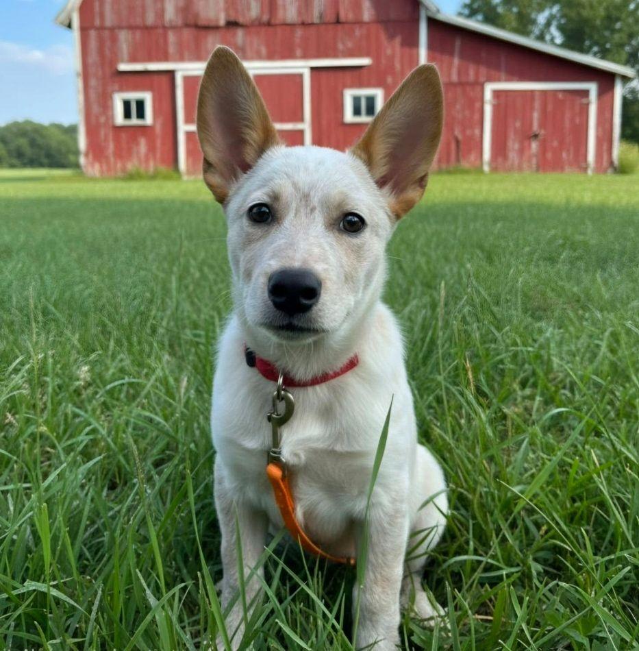 JACK, ADOPTABLE, Puppy Male Australian Cattle Dog / Blue Heeler.