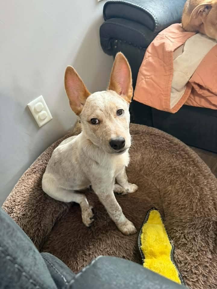 Enlarge JACK, a ADOPTABLE Australian Cattle Dog / Blue Heeler in Lincoln, NE image 2/6
