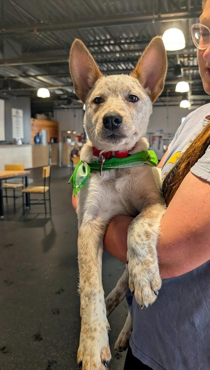 Enlarge JACK, a ADOPTABLE Australian Cattle Dog / Blue Heeler in Lincoln, NE image 6/6