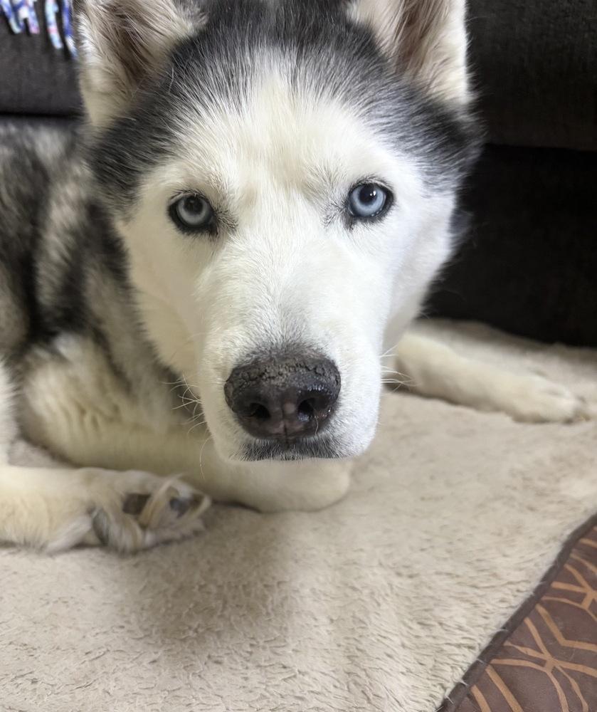Enlarge Bella, a Adoptable mixed breed in South Bend, IN image 1/3
