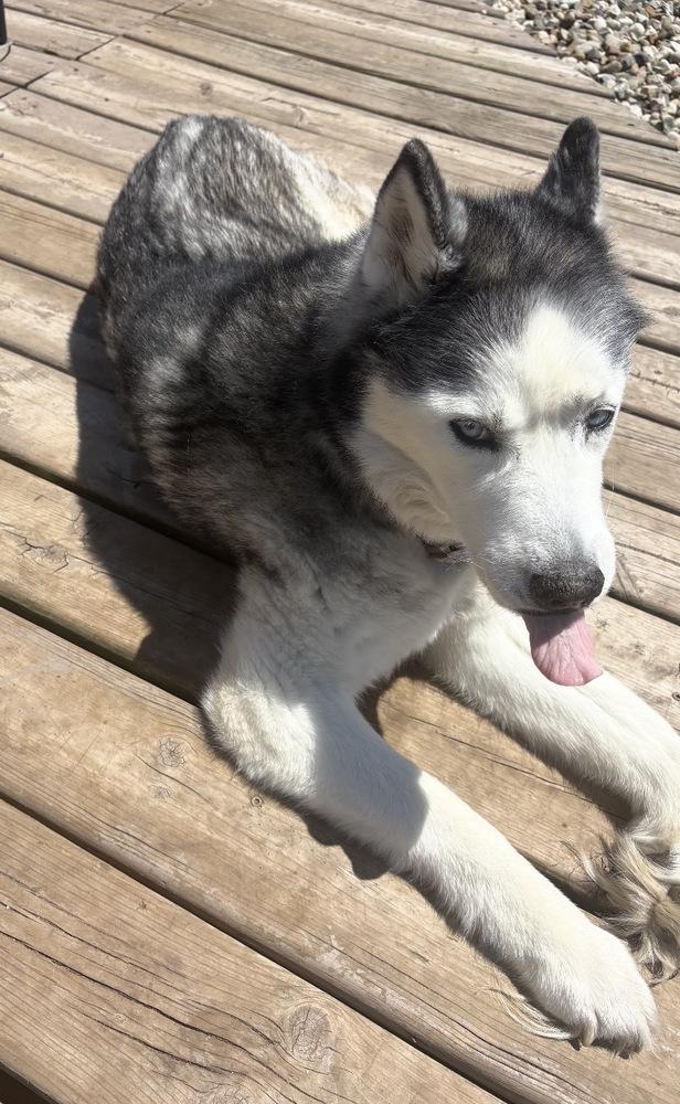 Enlarge Bella, a Adoptable mixed breed in South Bend, IN image 2/3
