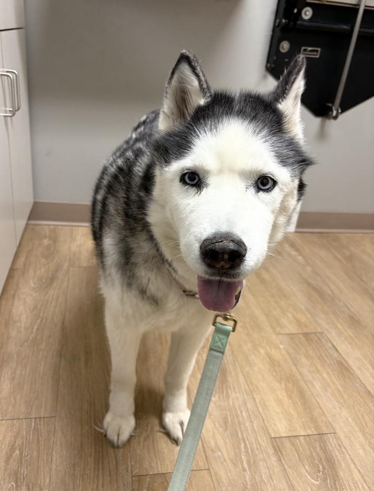 Enlarge Bella, a Adoptable mixed breed in South Bend, IN image 3/3