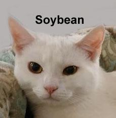 Enlarge Soybean Fei.  (sweet female kitten), an adopted Domestic Short Hair in Stowe, PA image 2/2