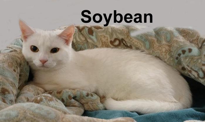 Soybean Fei.  (sweet female kitten), adopted, Kitten Female Domestic Short Hair.