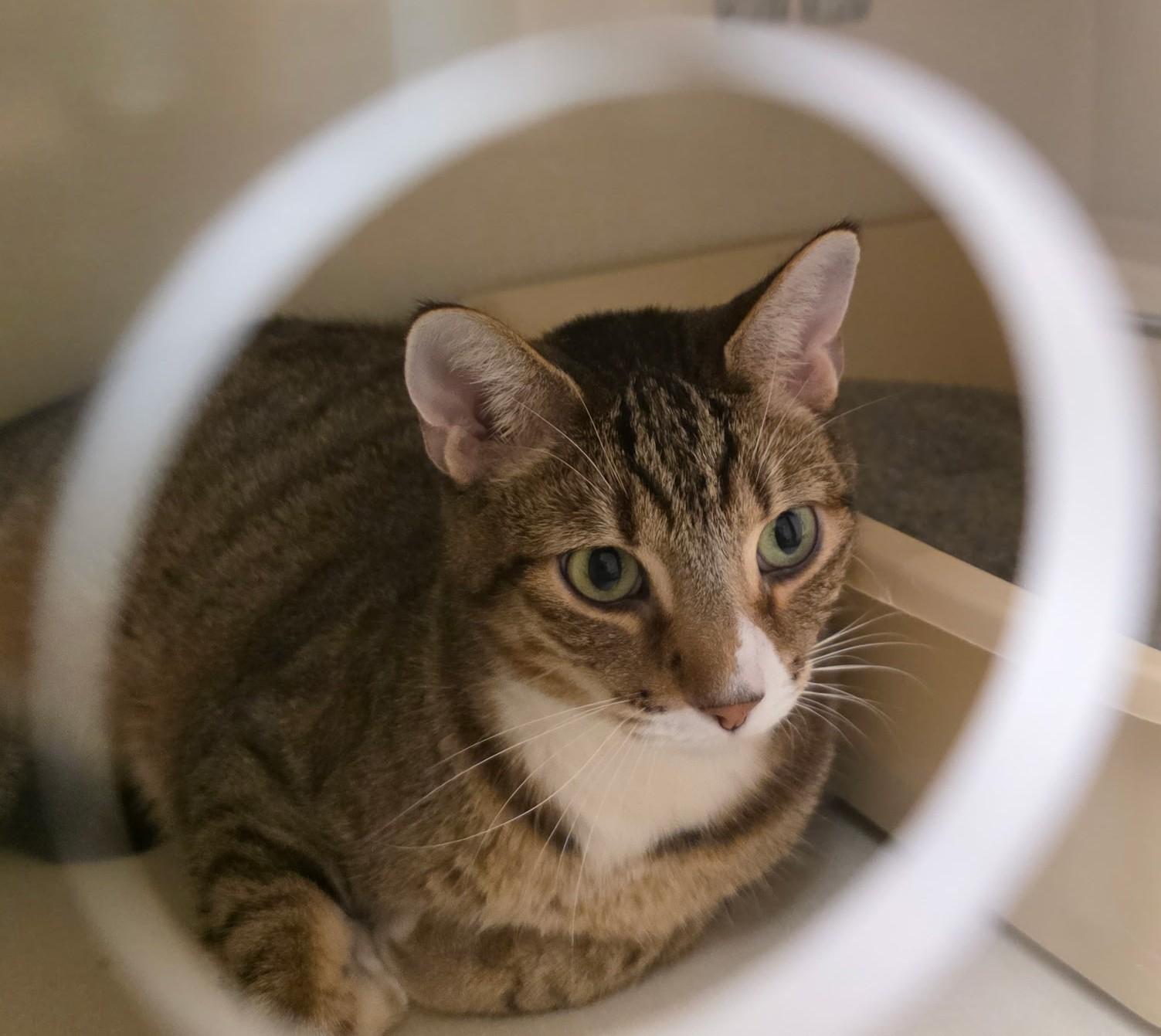 Phineas, Adoptable, Adult Male Tabby.