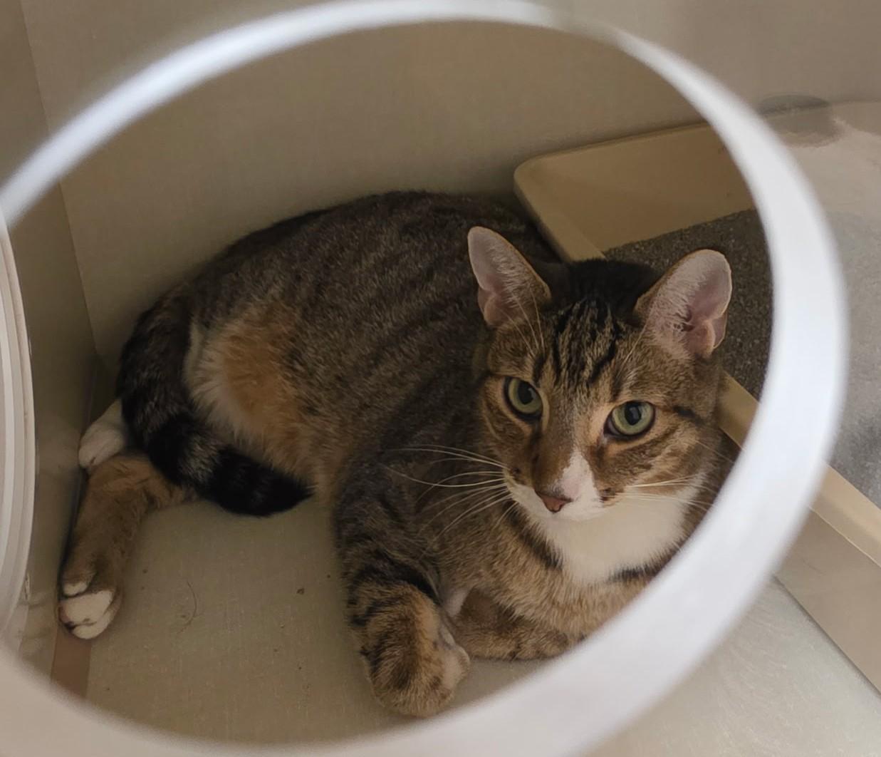 Enlarge Phineas, a Adoptable Tabby in Schaumburg, IL image 2/3