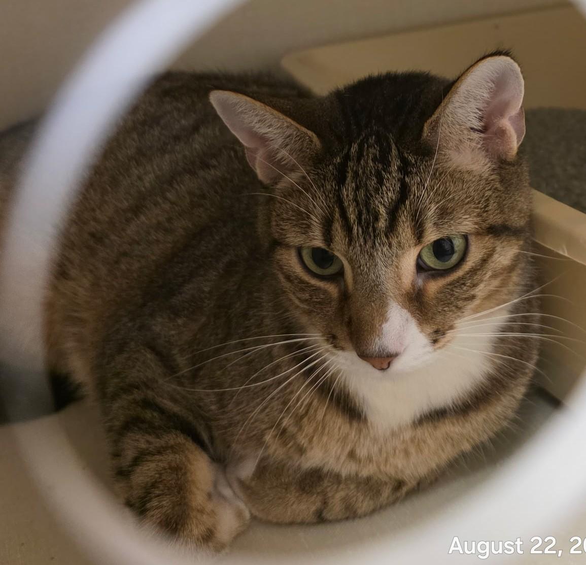 Enlarge Phineas, a Adoptable Tabby in Schaumburg, IL image 3/3