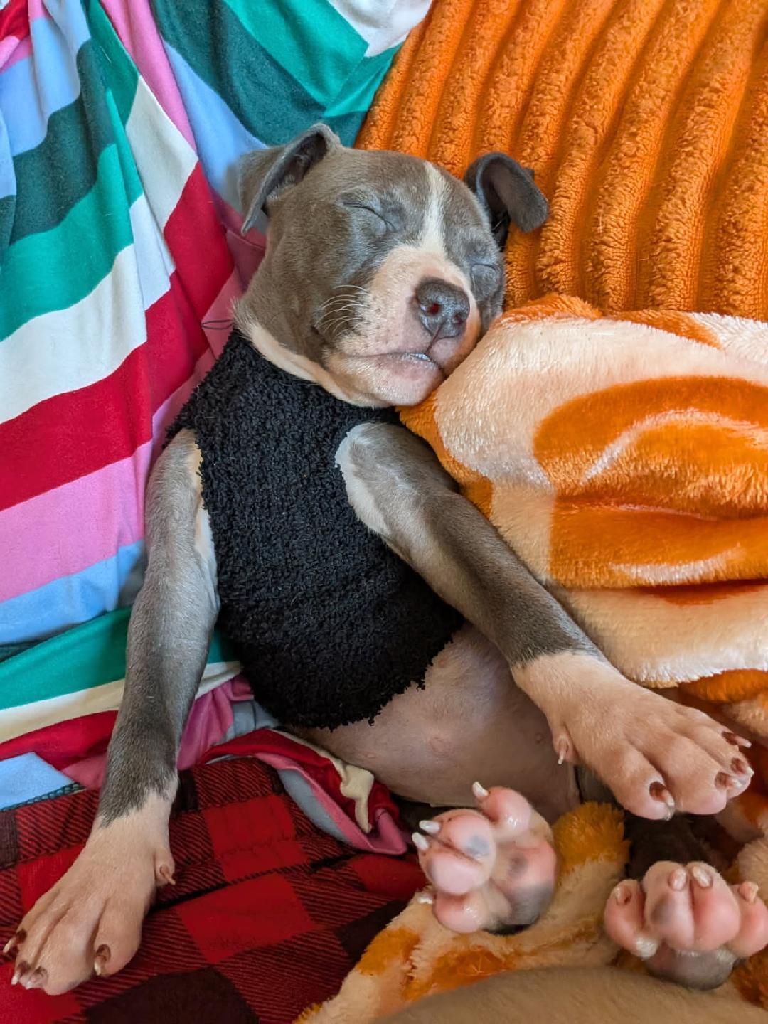 Enlarge Poppy Lemon, a Adoptable mixed breed in Belleville, MI image 2/2