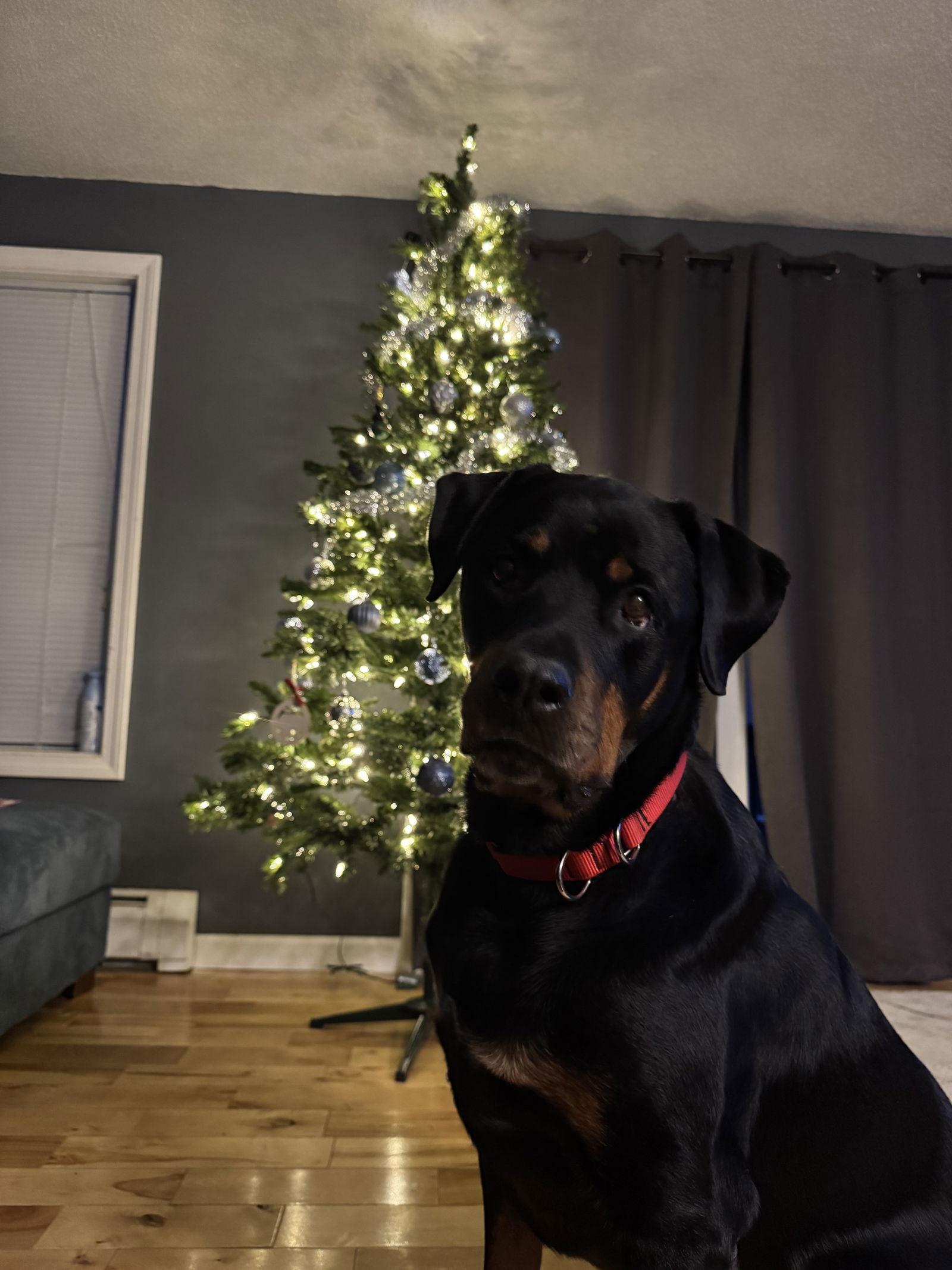 Ollie, Adopted, Senior Female Rottweiler.