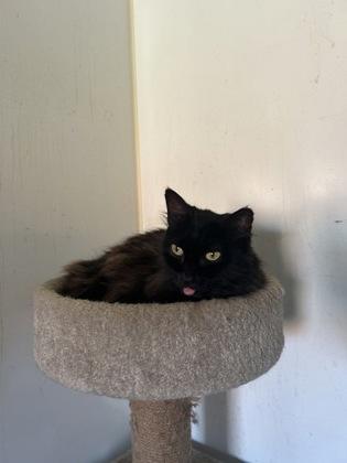 Sasha, Adoptable, Senior Female Domestic Long Hair.