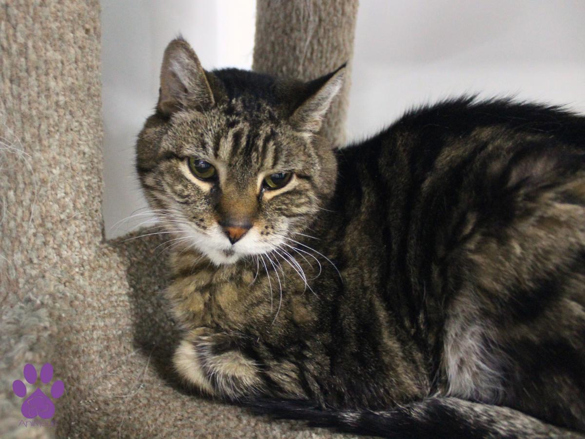 Leia, an adoptable Domestic Short Hair, Tabby in Missoula, MT, 59808 | Photo Image 3