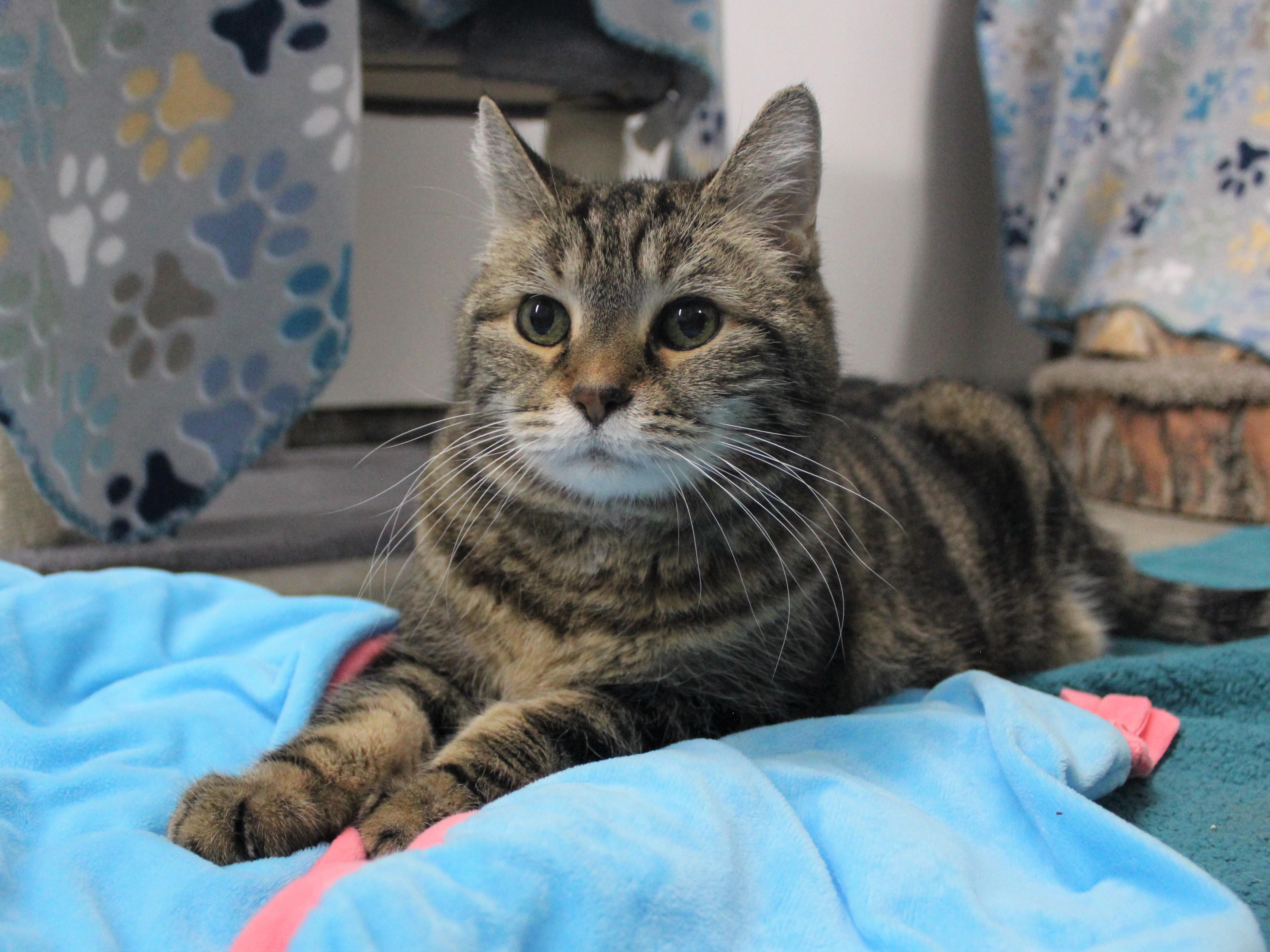 Leia, an adoptable Domestic Short Hair, Tabby in Missoula, MT, 59808 | Photo Image 2