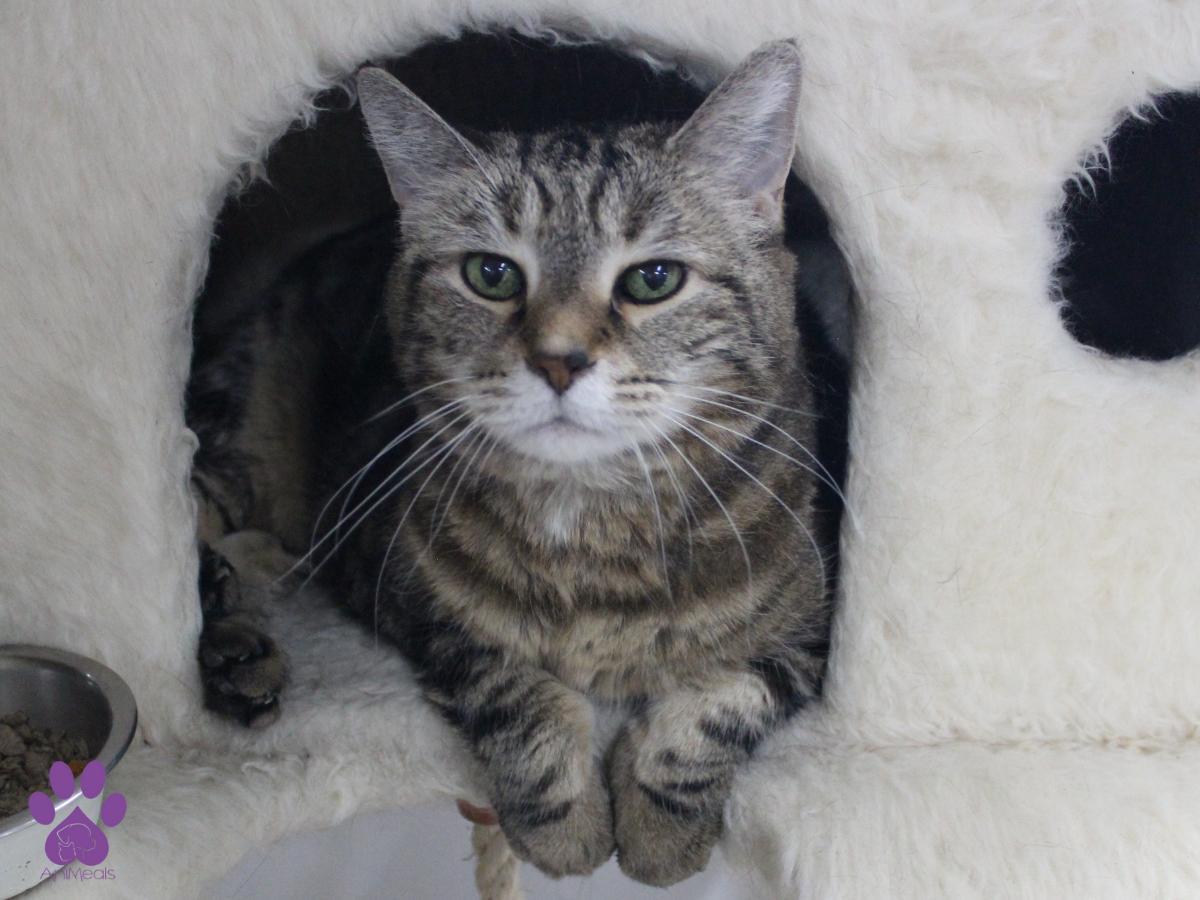 Leia, Adoptable, Senior Female Domestic Short Hair & Tabby.