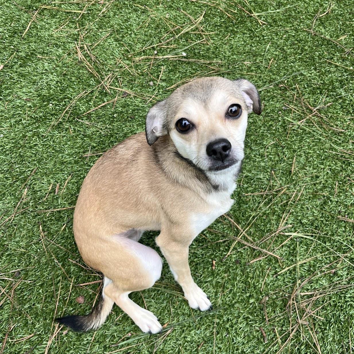 Enlarge Stilts, an adopted mixed breed in Salisbury, NC image 2/4