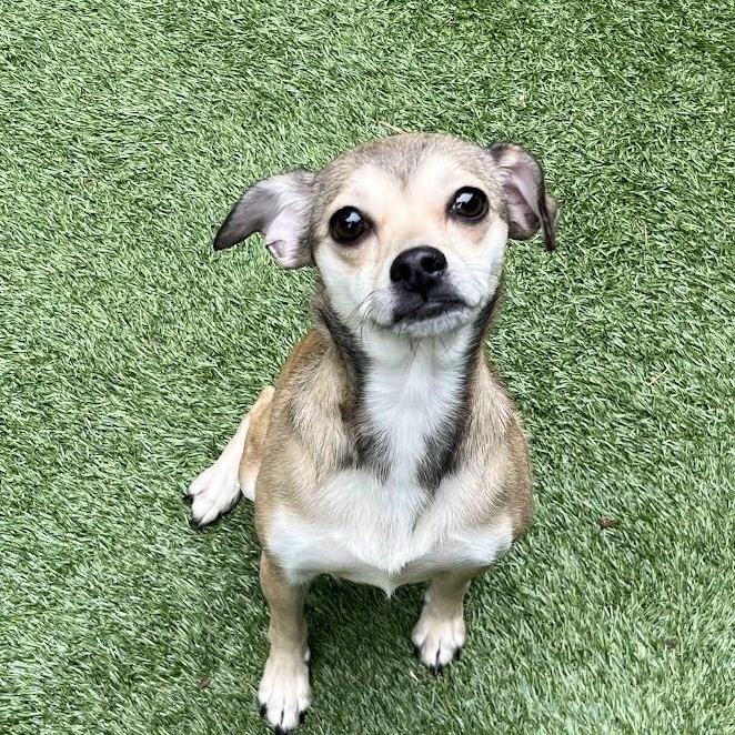 Stilts, adopted, Young Female Chihuahua & Shih Tzu.