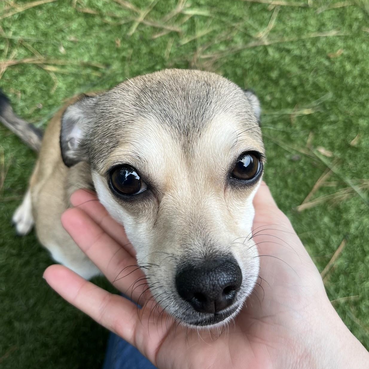 Enlarge Stilts, an adopted mixed breed in Salisbury, NC image 4/4