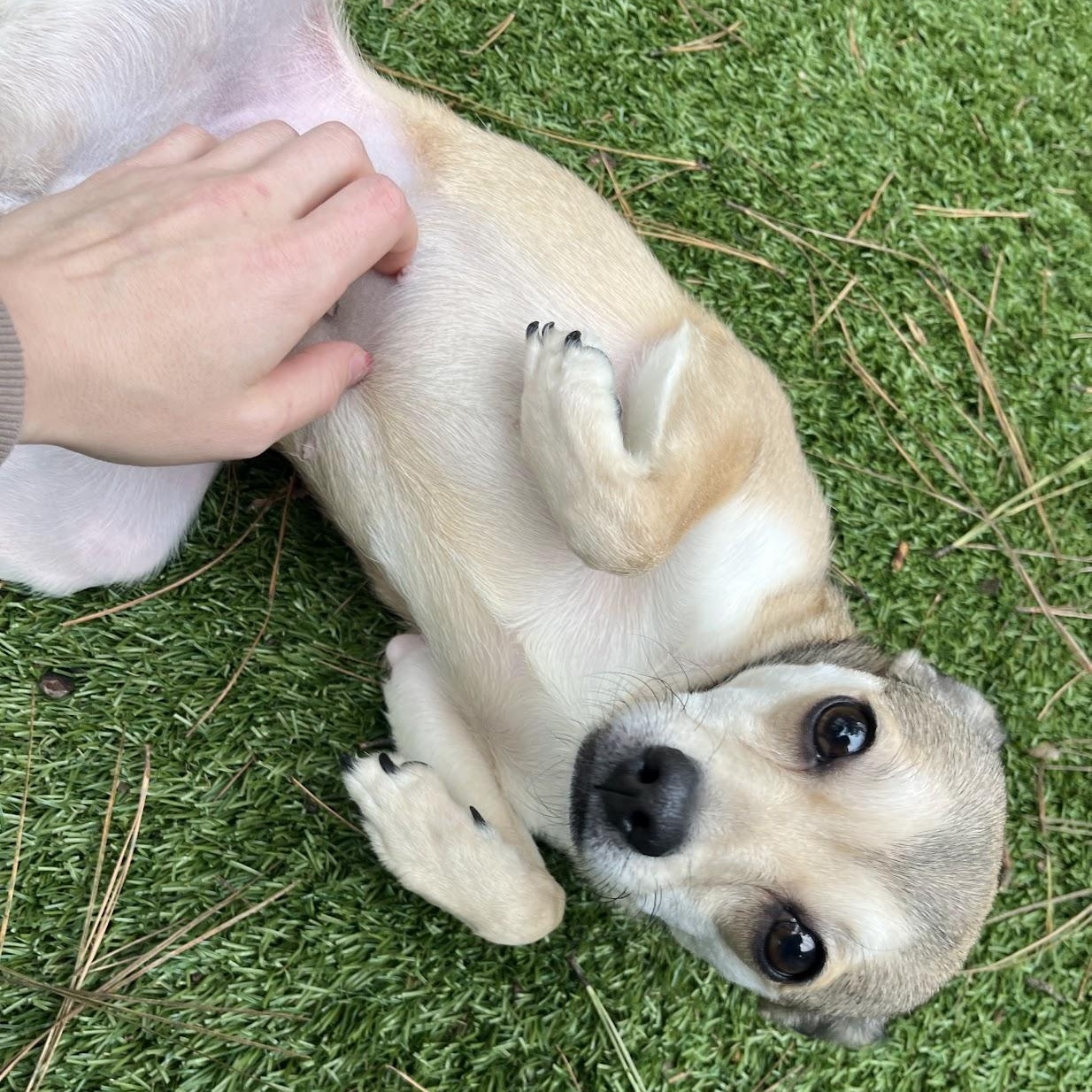 Enlarge Stilts, an adopted mixed breed in Salisbury, NC image 3/4