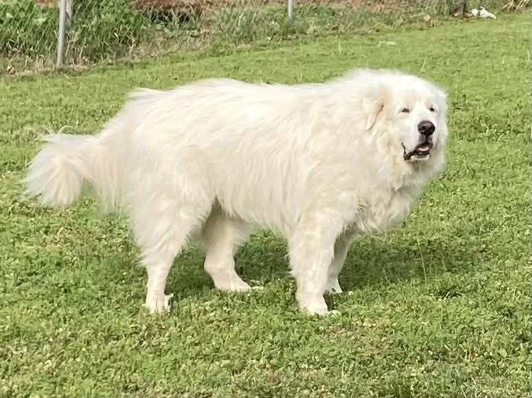 Enlarge Arno  , a ADOPTABLE Great Pyrenees in Kiowa, OK image 4/6
