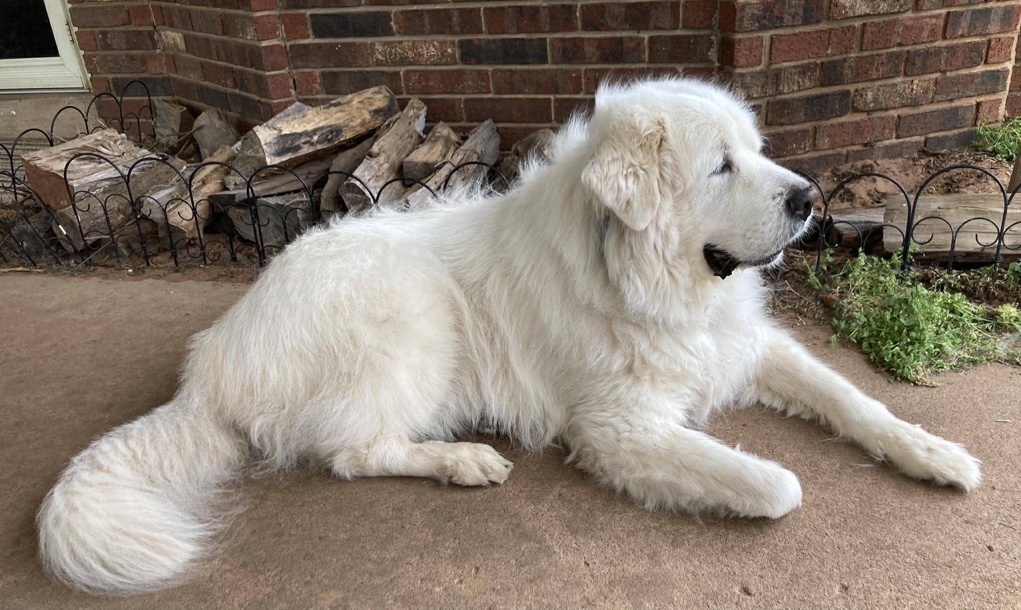 Enlarge Arno  , a ADOPTABLE Great Pyrenees in Kiowa, OK image 5/6