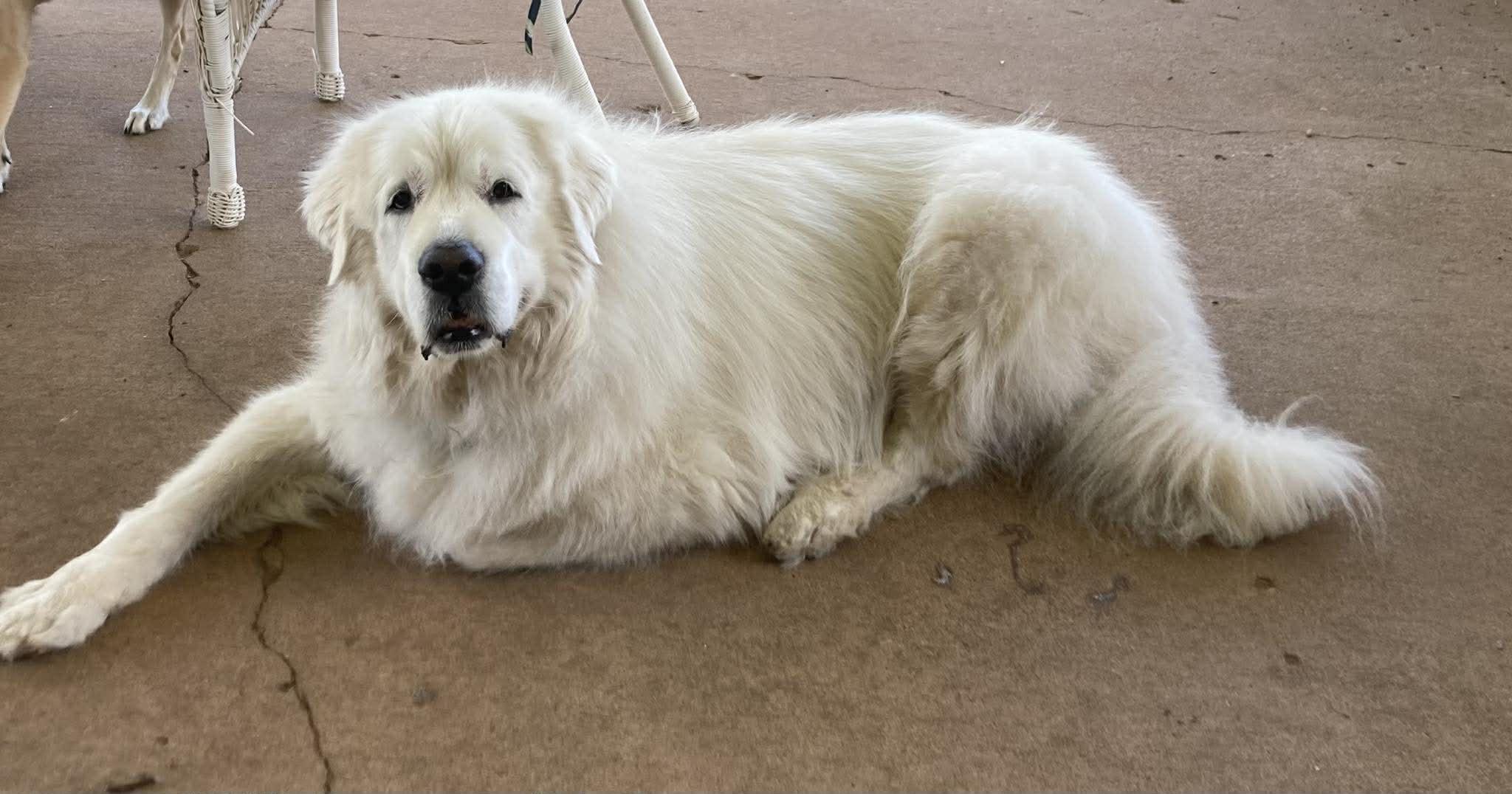 Enlarge Arno  , a ADOPTABLE Great Pyrenees in Kiowa, OK image 3/6
