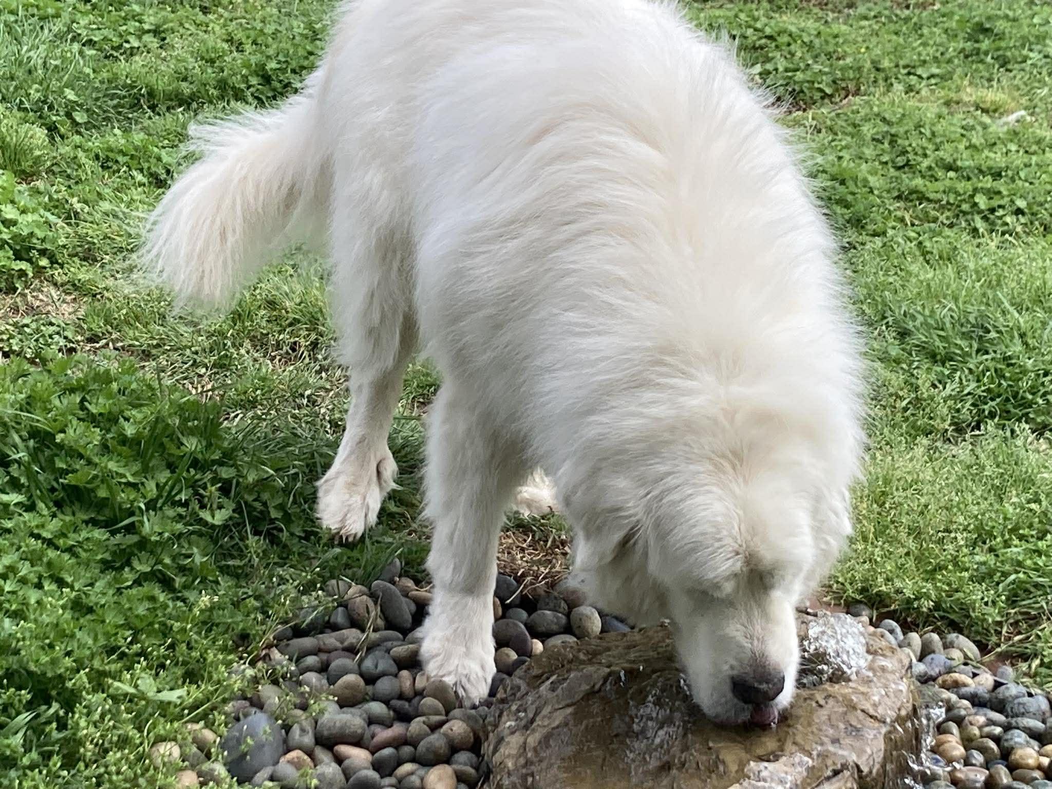 Enlarge Arno  , a ADOPTABLE Great Pyrenees in Kiowa, OK image 2/6