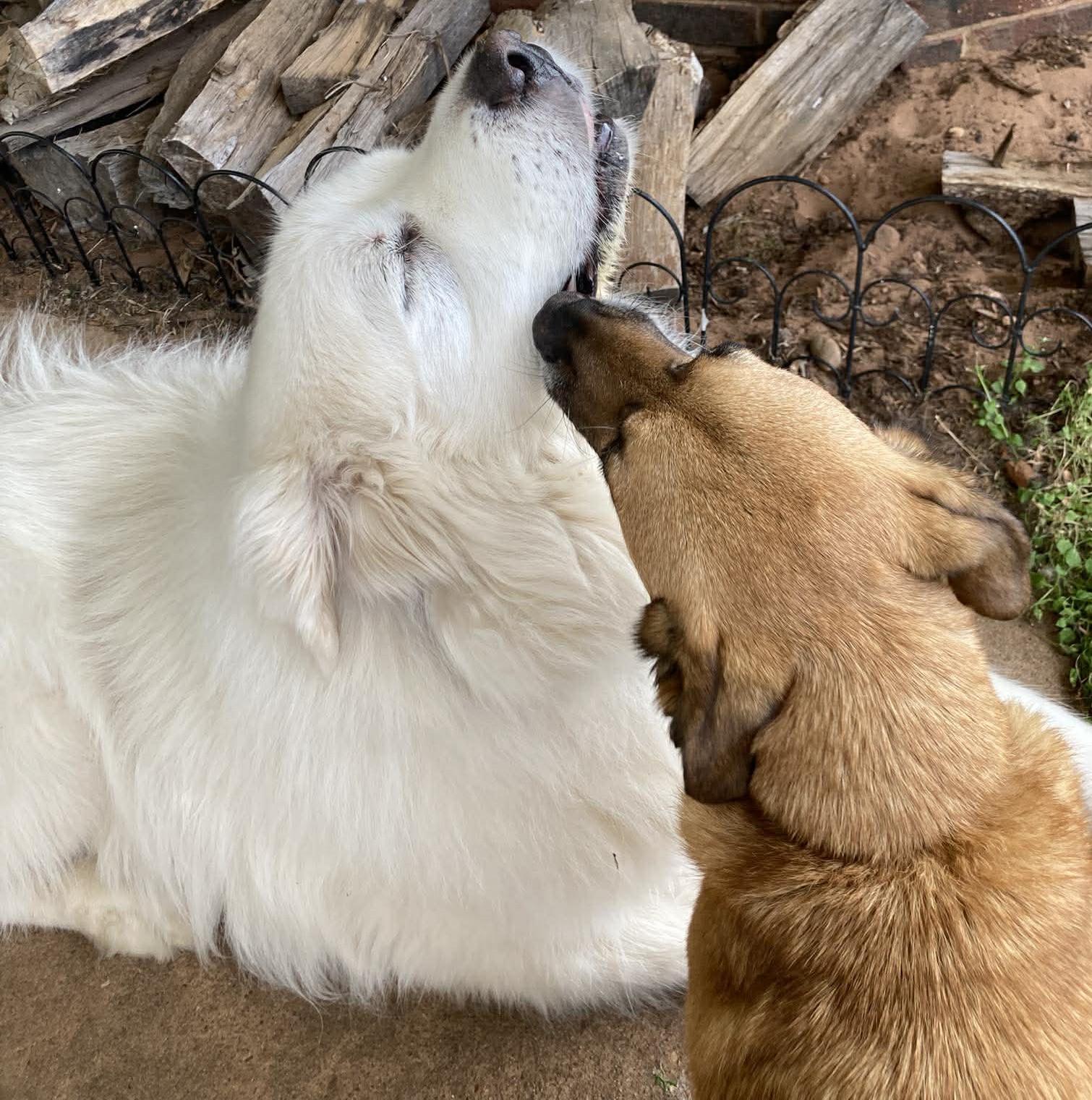 Enlarge Arno  , a ADOPTABLE Great Pyrenees in Kiowa, OK image 6/6