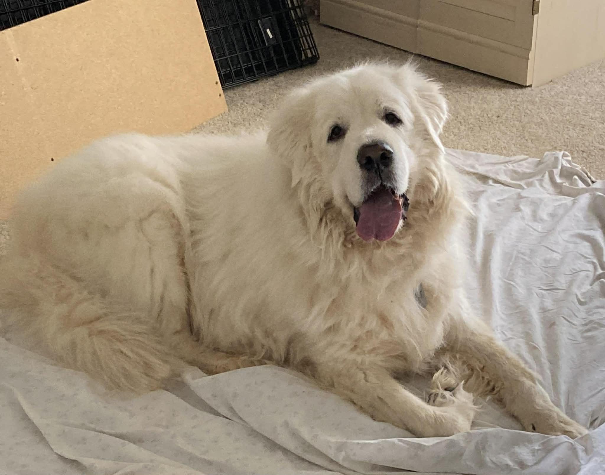 Enlarge Arno  , a ADOPTABLE Great Pyrenees in Kiowa, OK image 1/6