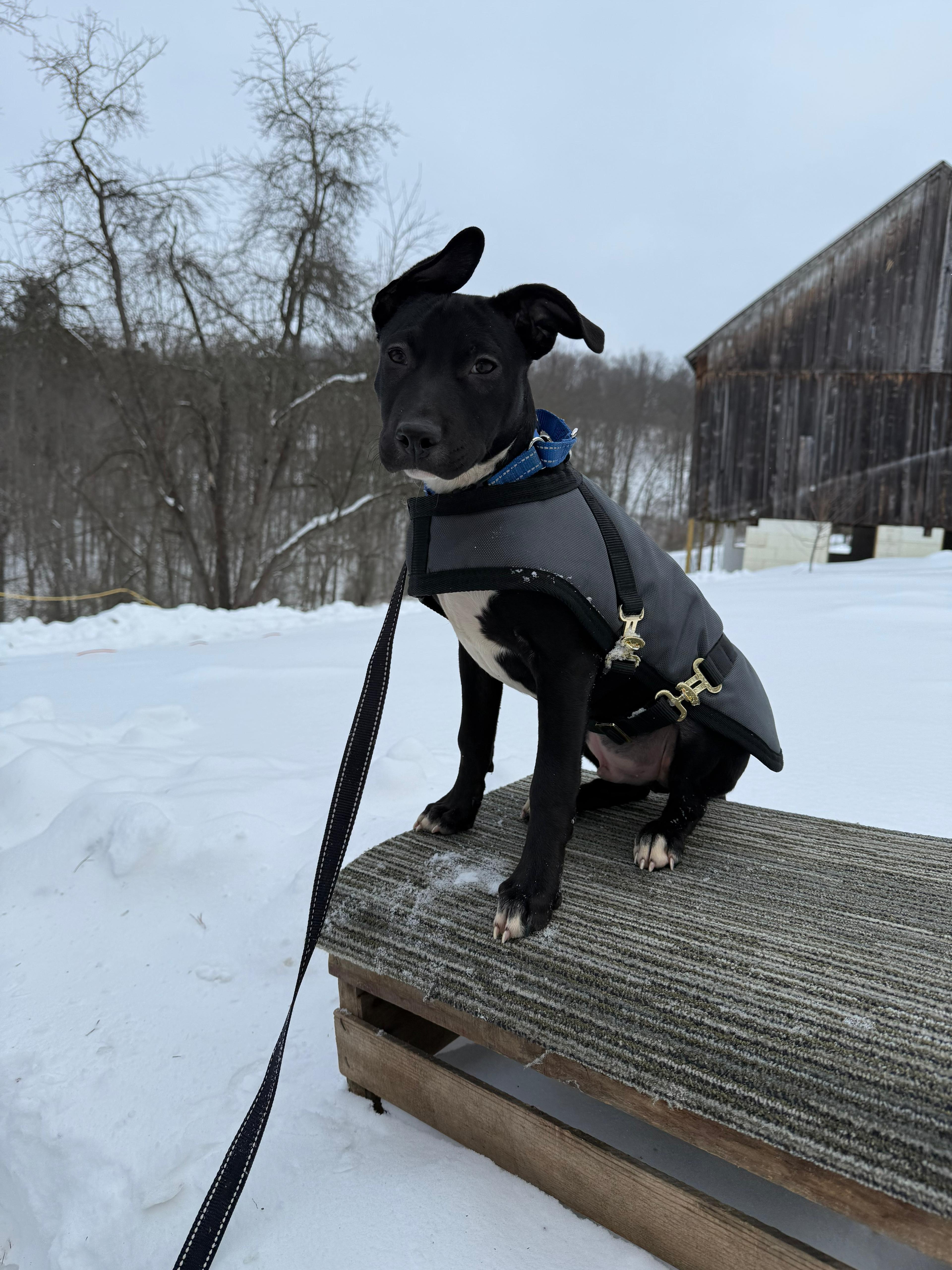 Rumble, an adopted mixed breed in Renfrew, PA image 2/3