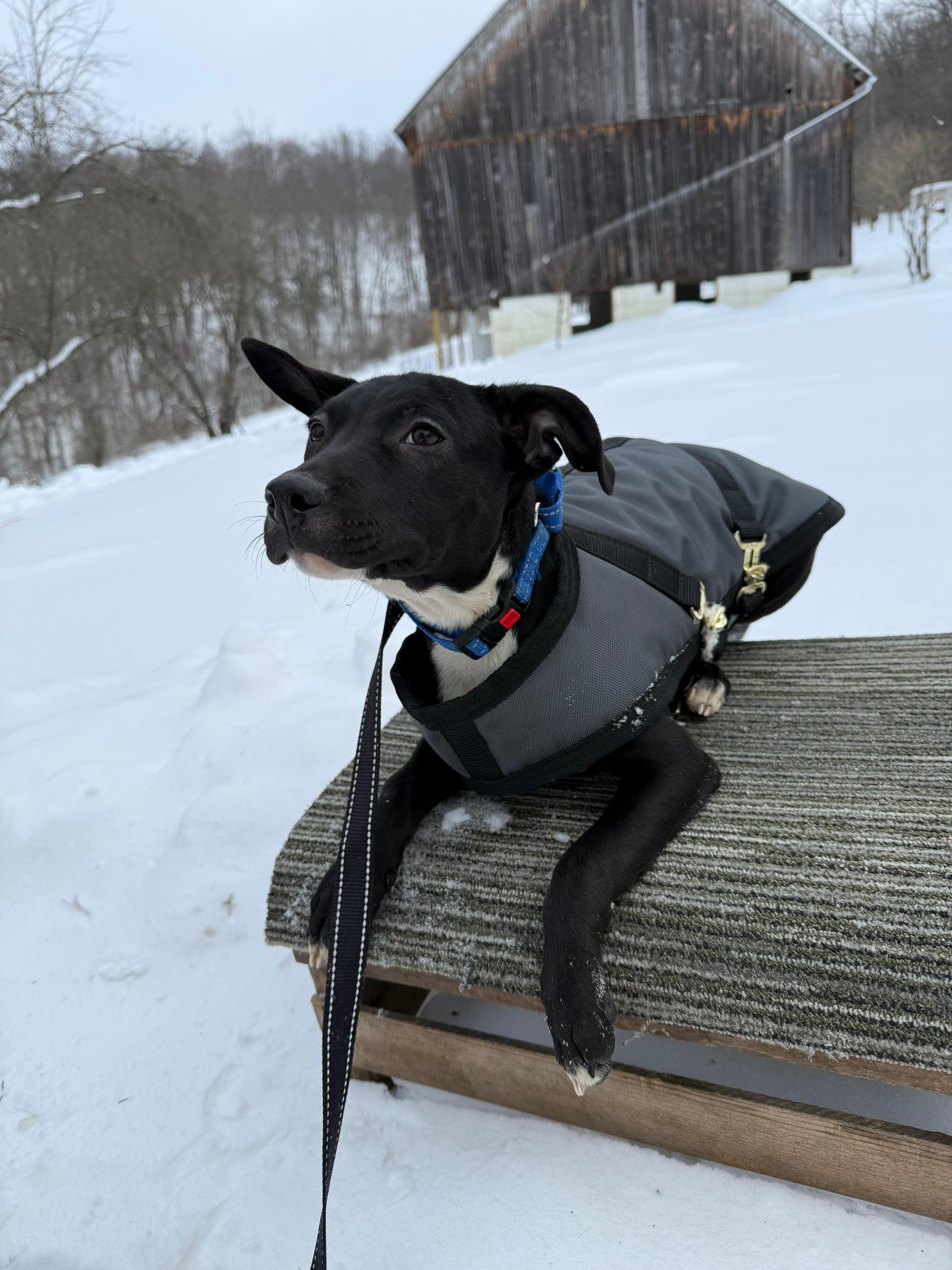 Rumble, an adopted mixed breed in Renfrew, PA image 1/3