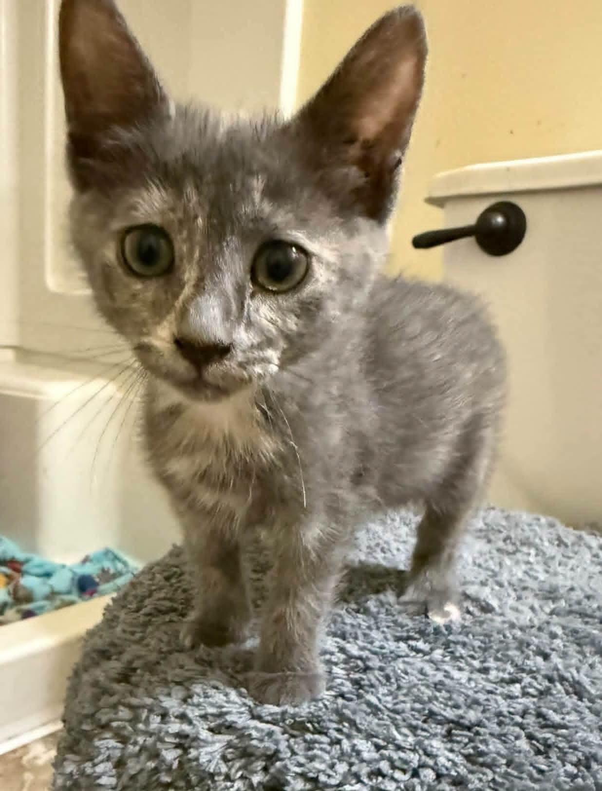 Mist, Adopted, Kitten Female Domestic Short Hair.