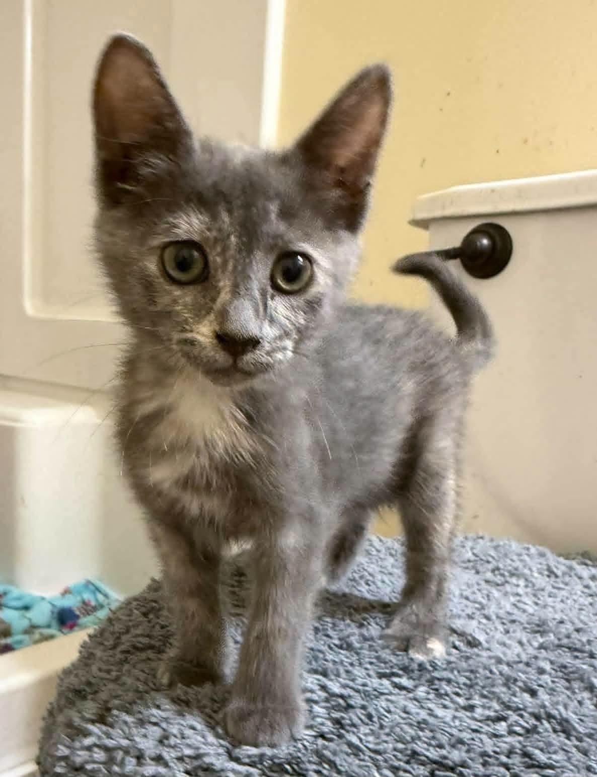 Enlarge Mist, a Adopted mixed breed in Sioux City, IA image 5/5