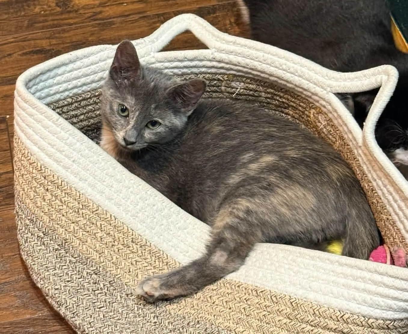 Enlarge Mist, a Adopted mixed breed in Sioux City, IA image 4/5