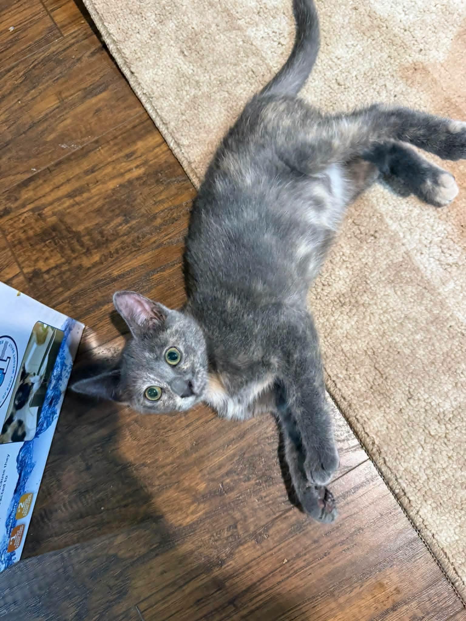 Enlarge Mist, a Adopted mixed breed in Sioux City, IA image 2/5
