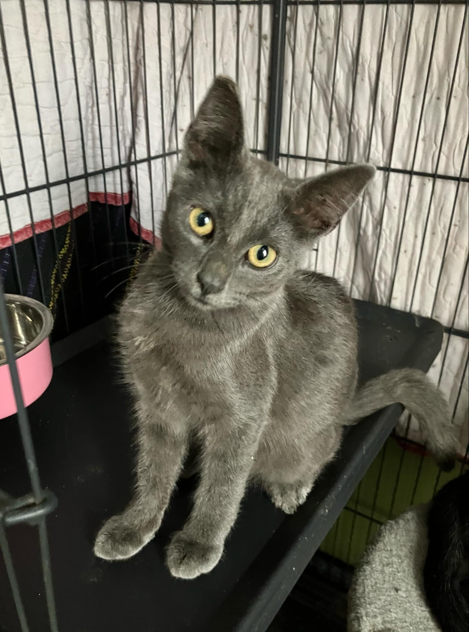 Cat for adoption Sparky, a Russian Blue in La Puente, CA Petfinder