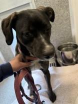 Macy, a ADOPTABLE Mixed Breed in Hamilton, MT image 1/2