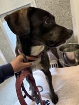 Macy, a ADOPTABLE Mixed Breed in Hamilton, MT image 2/2