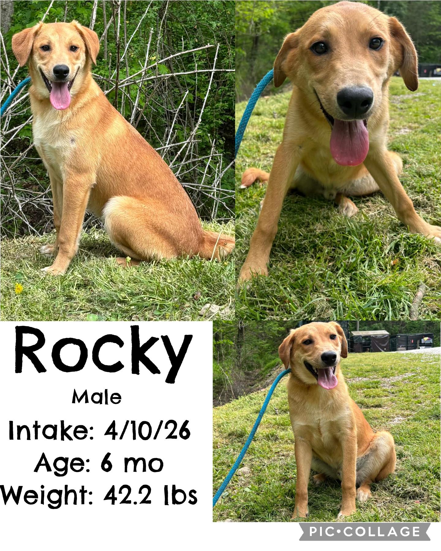 Rocky, ADOPTABLE, Young Male Labrador Retriever.