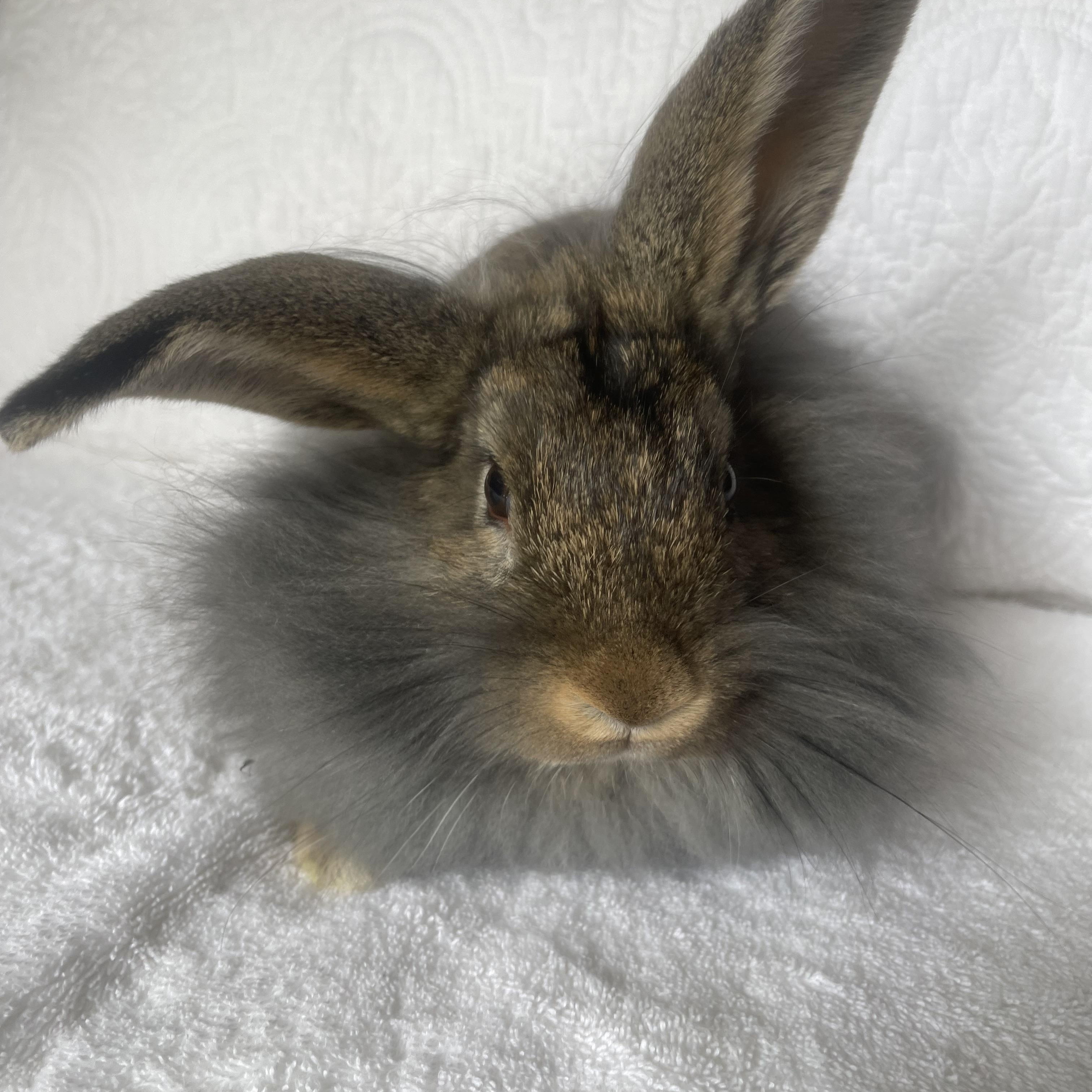 Enlarge Mufasa, a ADOPTABLE mixed breed in Birmingham, AL image 3/4