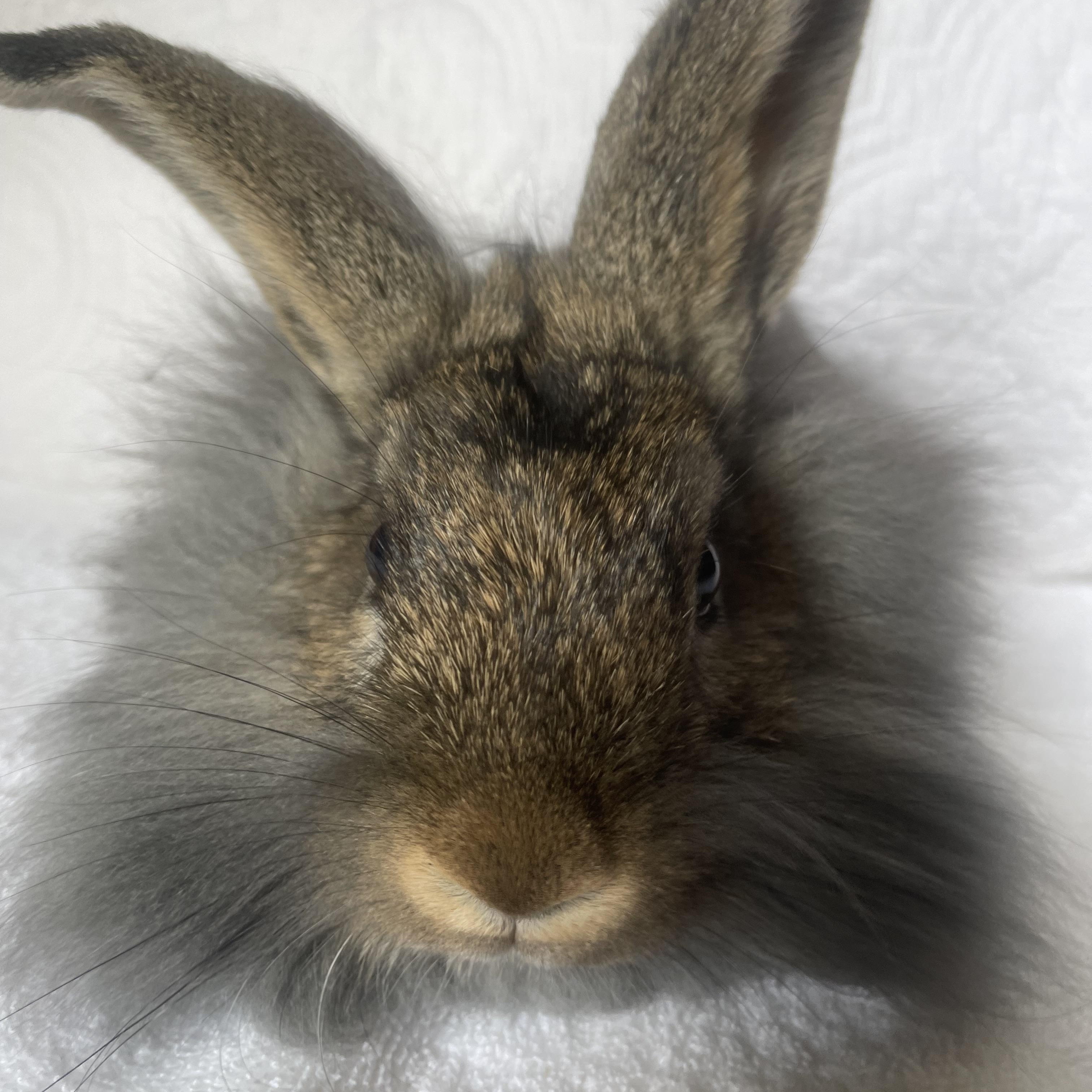 Mufasa, ADOPTABLE, Young Male Lionhead & Bunny Rabbit.