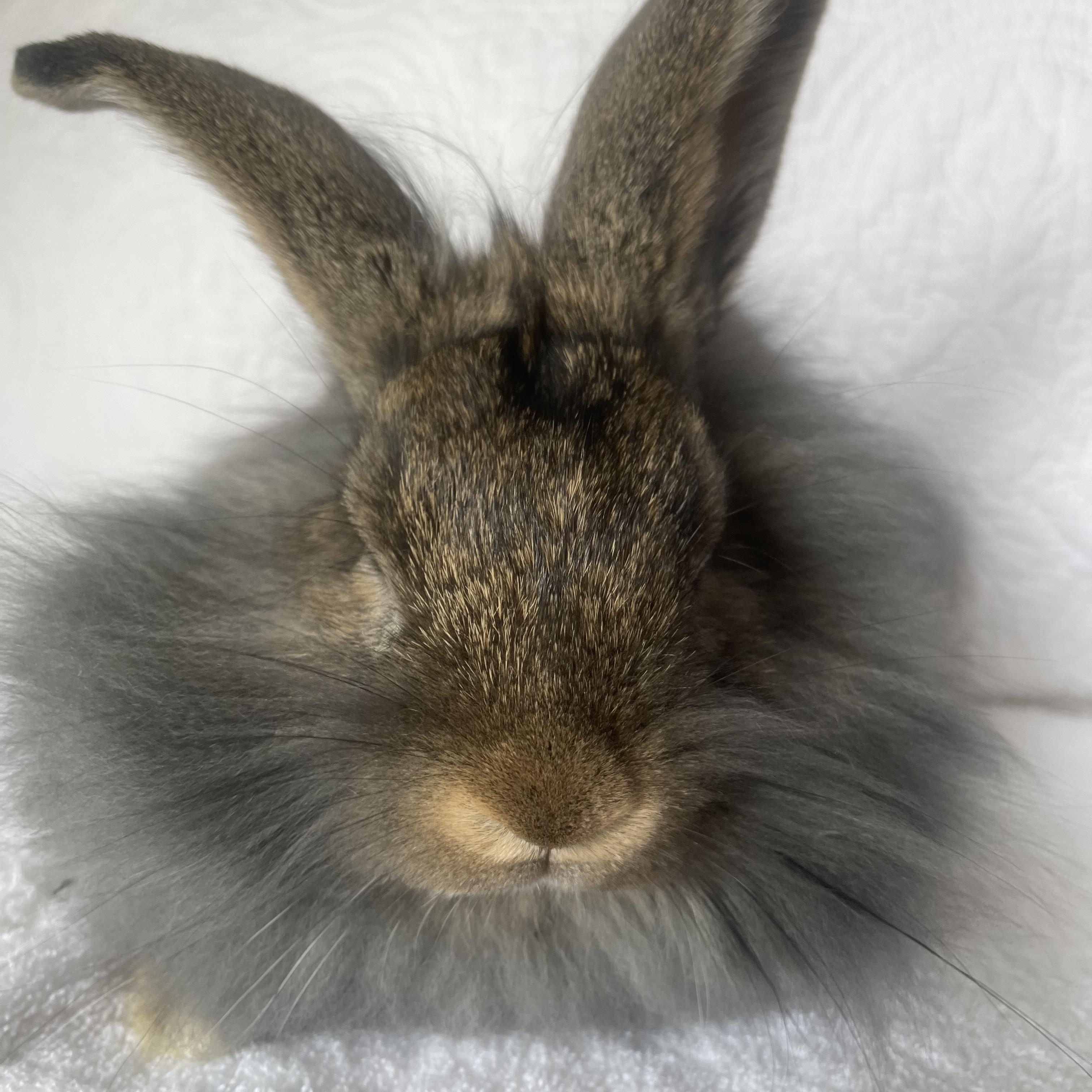 Enlarge Mufasa, a ADOPTABLE mixed breed in Birmingham, AL image 4/4