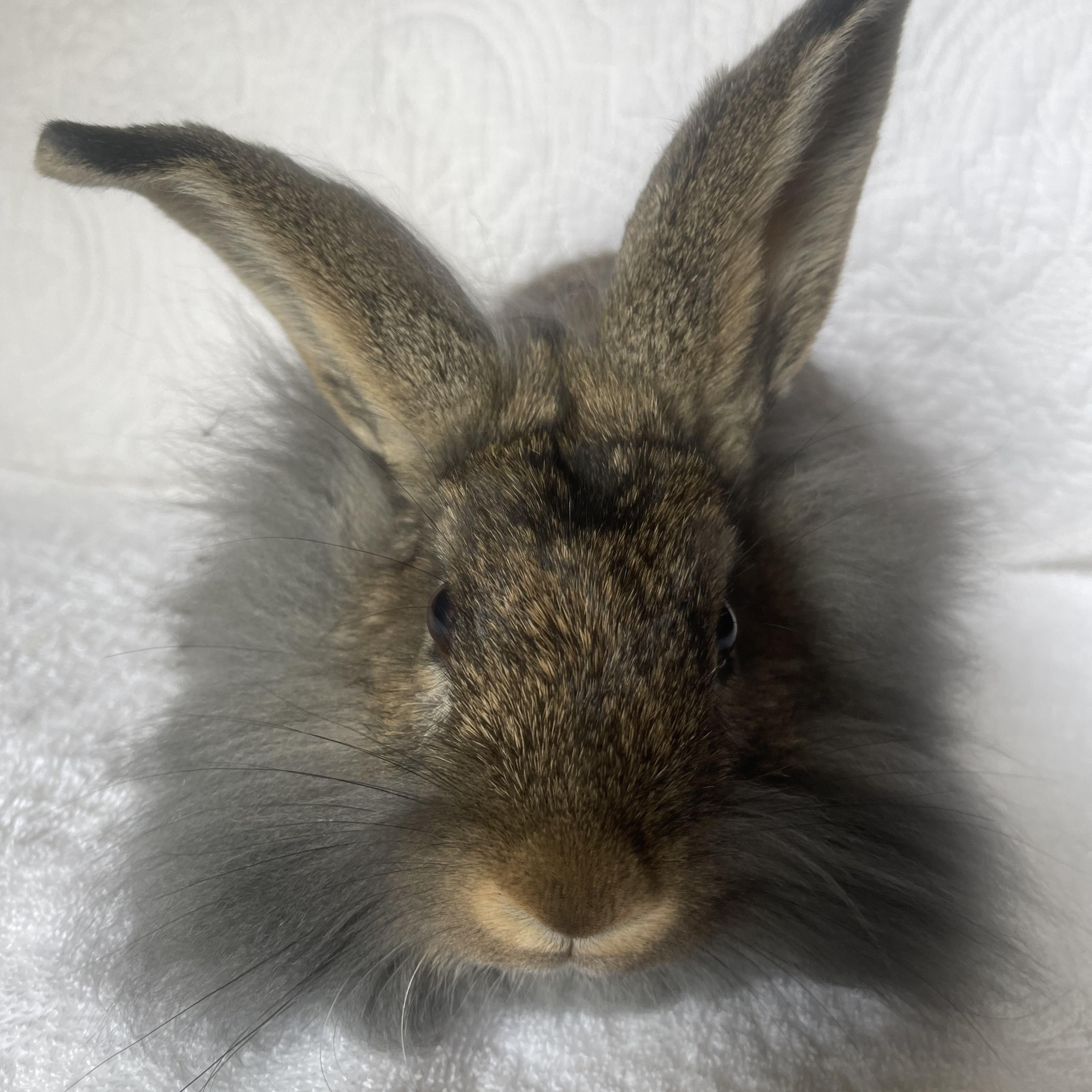 Enlarge Mufasa, a ADOPTABLE mixed breed in Birmingham, AL image 2/4