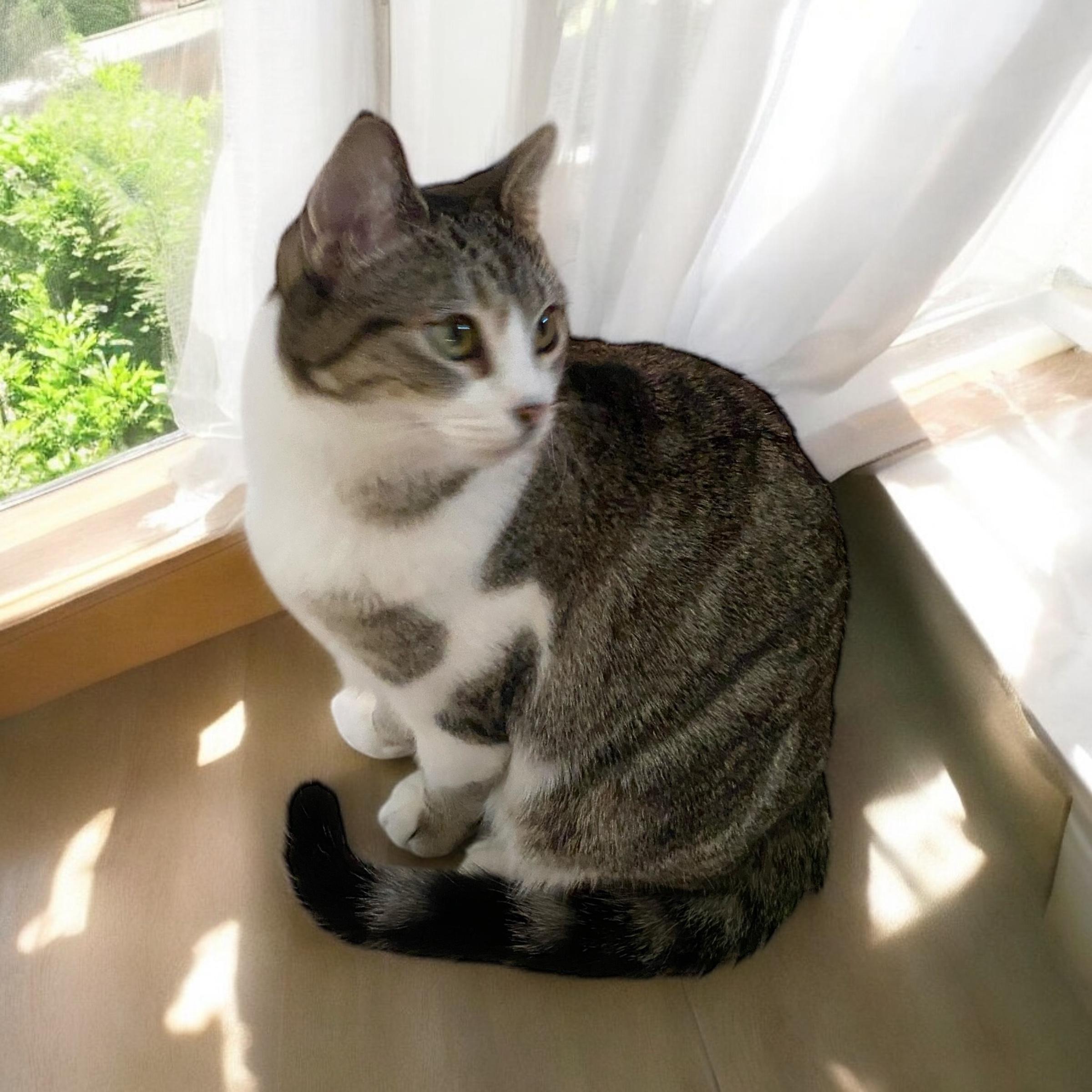 Sky & River, a Adoptable Domestic Short Hair in El Cajon, CA image 2/2