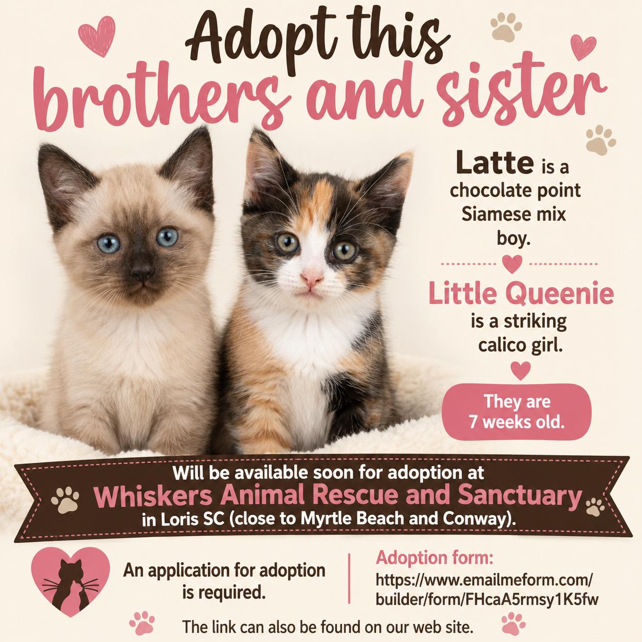 Queenie & Latte, adopted, Kitten Male Domestic Short Hair & Siamese.